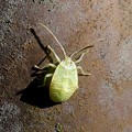 ヘラクヌギカメムシの幼虫 - 2