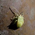 ヘラクヌギカメムシの幼虫 - 6