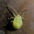 ヘラクヌギカメムシの幼虫 - 7