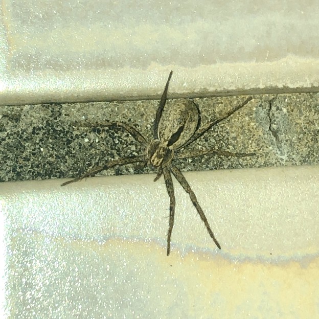 桃花台中央公園のトイレの壁にいた白っぽい小さな蜘蛛 - 3