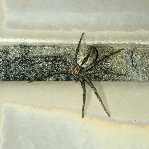 桃花台中央公園のトイレの壁にいた白っぽい小さな蜘蛛 - 6