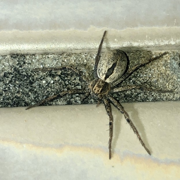 桃花台中央公園のトイレの壁にいた白っぽい小さな蜘蛛 - 7