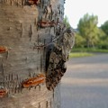 Photos: 見分けが付きにくい木に止まってたニイニイゼミ - 5