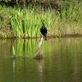 Photos: 池の中の木にとまるカワウ - 1
