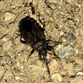 Photos: 地面を忙しなく歩いてた黒くて小さな昆虫（クロホシカメムシ？） - 5