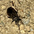 Photos: 地面を忙しなく歩いてた黒くて小さな昆虫（クロホシカメムシ？） - 6