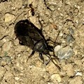 Photos: 地面を忙しなく歩いてた黒くて小さな昆虫（クロホシカメムシ？） - 7