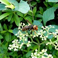 Photos: 小さな花にとまるスズメバチ