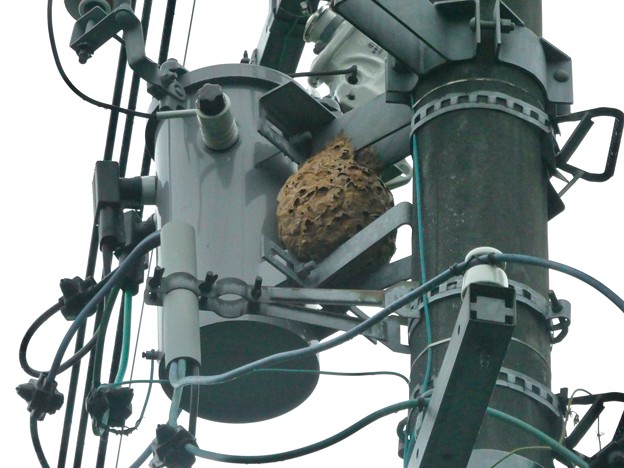 電信柱の上に作られてた大きなススメバチの巣 - 1