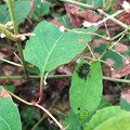 葉の上でじっとしてたコアオハナムグリ - 1