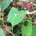 葉の上でじっとしてたコアオハナムグリ - 2