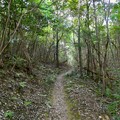 Photos: 継鹿尾山の南側登山道 - 1