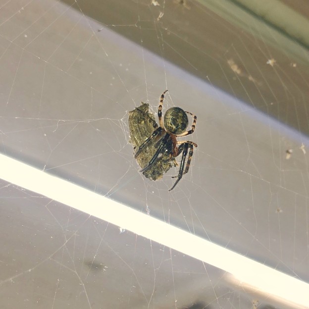 Photos: コンビニで蛾を捕まえてた蜘蛛 - 1