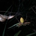Photos: ナガコガネグモの巣に捕まっていた？あるいは巣の一部に使われた？カタツムリ - 3