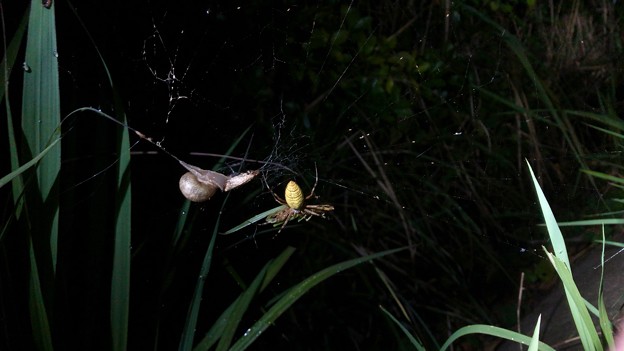 Photos: ナガコガネグモの巣に捕まっていた？あるいは巣の一部に使われた？カタツムリ - 1