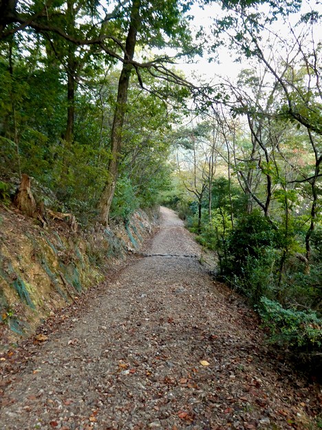 日本ラインうぬまの森：眺望の道 - 9