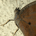 Photos: 壁にとまる枯れ葉のような蝶（たぶんクロコノマチョウのメス） - 3