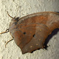 Photos: 壁にとまる枯れ葉のような蝶（たぶんクロコノマチョウのメス） - 5