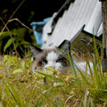 Photos: 草むらにいた猫 - 1