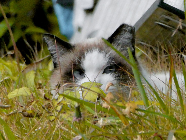 Photos: 草むらにいた猫 - 2