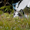 Photos: 草むらにいた猫 - 3