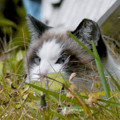 Photos: 草むらにいた猫 - 4