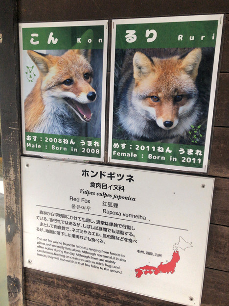東山動植物園：ホンドギツネの説明