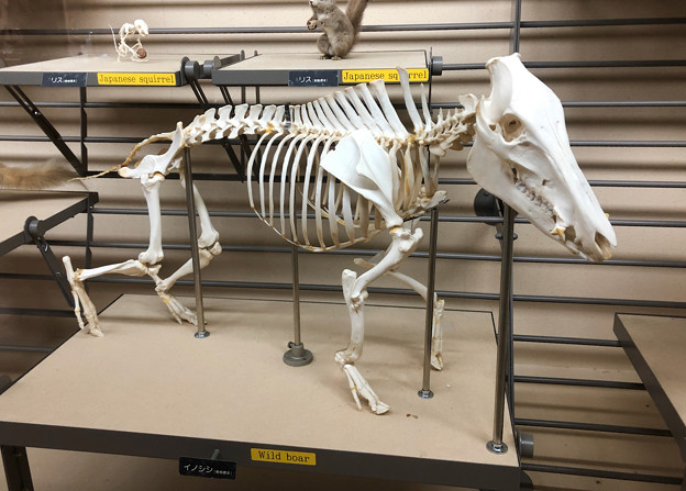 東山動植物園：イノシシの骨格標本