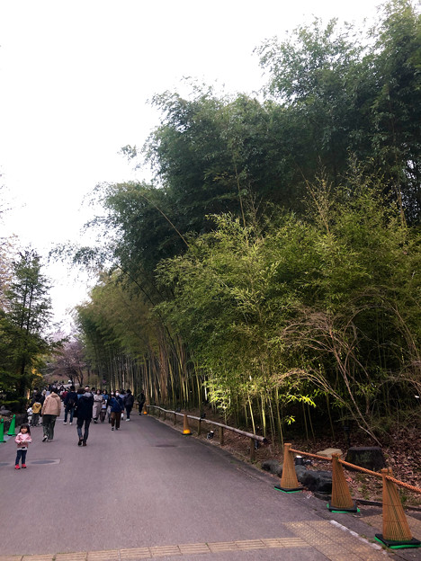 東山動植物園春まつり 2022：竹林ライトアップ - 1