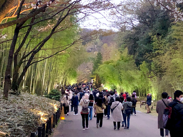 東山動植物園春まつり 2022：竹林ライトアップ - 5