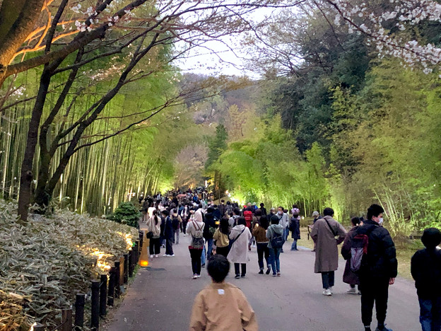 東山動植物園春まつり 2022：竹林ライトアップ - 6