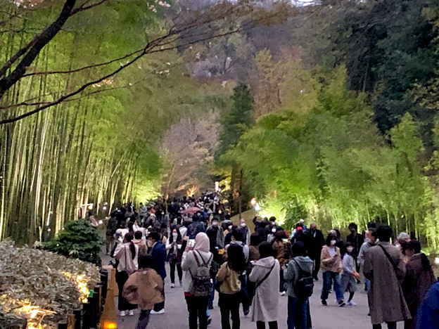 東山動植物園春まつり 2022：竹林ライトアップ - 7