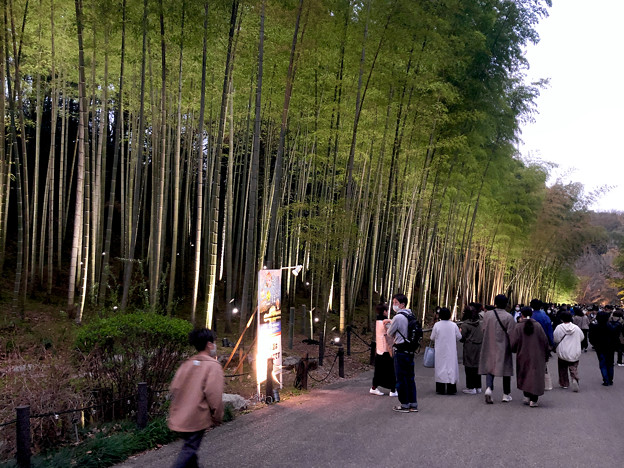 東山動植物園春まつり 2022：竹林ライトアップ - 8
