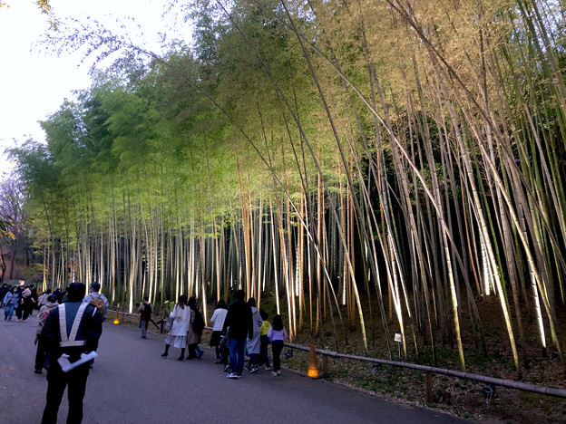 東山動植物園春まつり 2022：竹林ライトアップ - 9