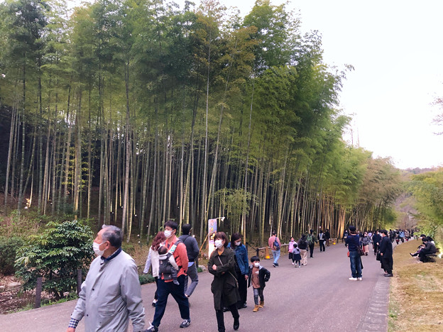 東山動植物園春まつり 2022：竹林ライトアップ - 4