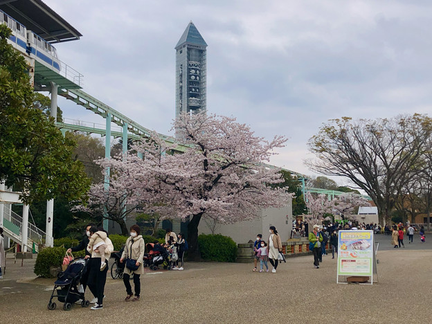 東山動植物園：正門前の桜