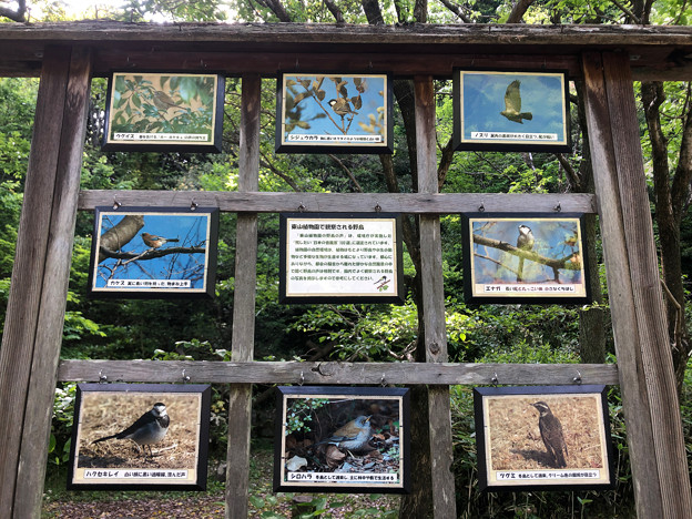 東山植物園で観察される野鳥