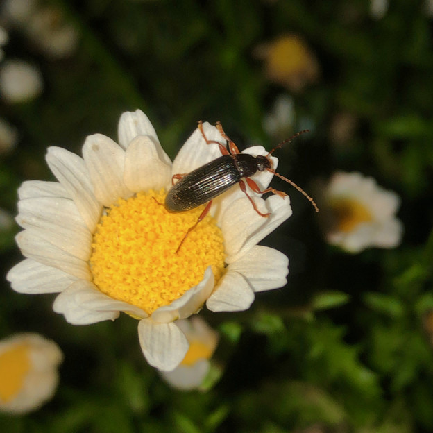 白い花の上にいたオサムシ科の甲虫 - 1
