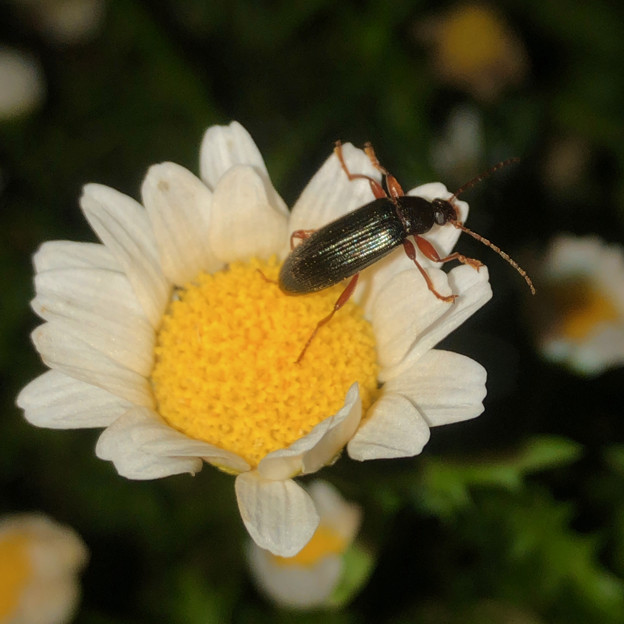 白い花の上にいたオサムシ科の甲虫 - 4