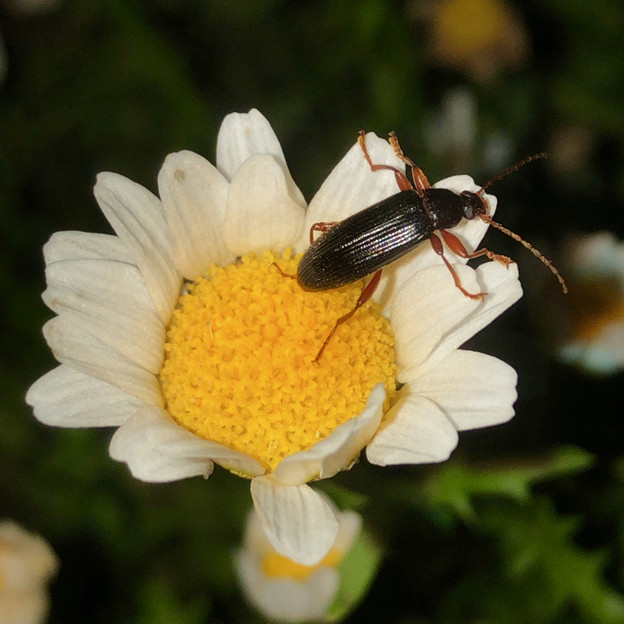 白い花の上にいたオサムシ科の甲虫 - 5
