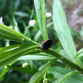 草の上にいたモリチャバネゴキブリの幼虫 - 4