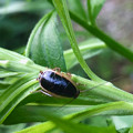 草の上にいたモリチャバネゴキブリの幼虫 - 7