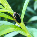 草の上にいたモリチャバネゴキブリの幼虫 - 8