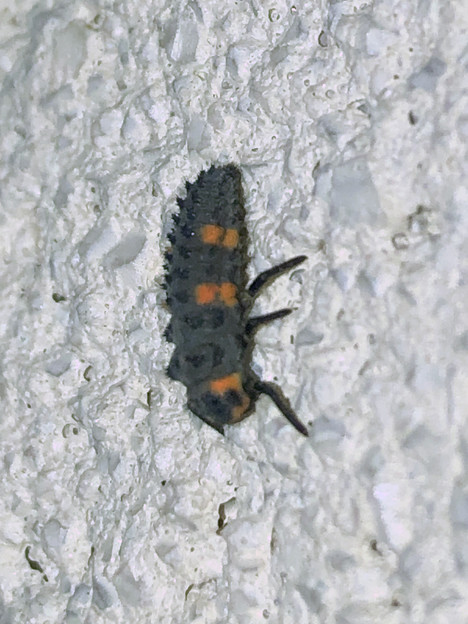 季節外れのナナホシテントウの幼虫 - 2