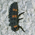 季節外れのナナホシテントウの幼虫 - 3