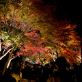 東山動植物園 紅葉ライトアップ 2022 - 7