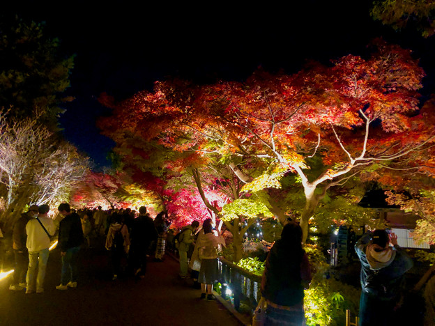 東山動植物園 紅葉ライトアップ 2022 - 8
