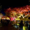 東山動植物園 紅葉ライトアップ 2022 - 8