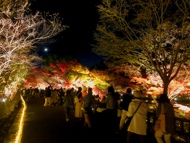 東山動植物園 紅葉ライトアップ 2022 - 9