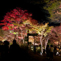 東山動植物園 紅葉ライトアップ 2022 - 11
